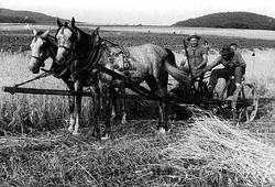 Súkromní poľnohospodári z Košického Klečenova pri žatve