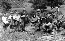 Historická fotografia dokumentujúca poľnohospodárske práce v Drienovci v päťdesiatych rokoch 20. storočia