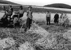 Súkromní poľnohospodári z Košického Klečenova pri žatve