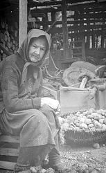Žena pri preberaní zemiakov