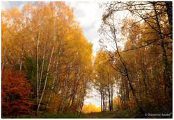 Jesenný les pod Sivcom